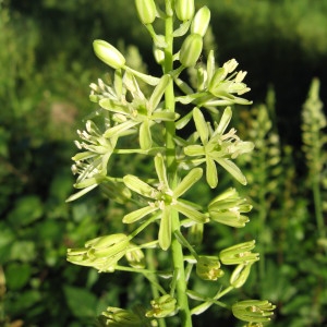  - Ornithogalum pyrenaicum L. [1753]