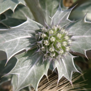 Photographie n°159130 du taxon Eryngium maritimum L. [1753]