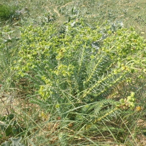 Photographie n°159144 du taxon Euphorbia paralias L. [1753]