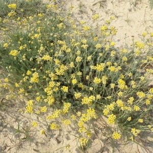 Photographie n°159147 du taxon Helichrysum stoechas (L.) Moench [1794]