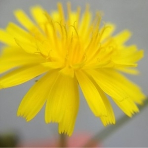 Photographie n°159192 du taxon Crepis L. [1753]