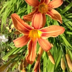 Photographie n°159215 du taxon Hemerocallis fulva (L.) L. [1762]