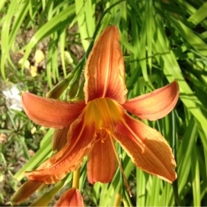 Photographie n°159216 du taxon Hemerocallis fulva (L.) L. [1762]