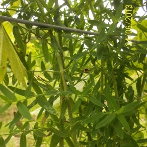 Photographie n°159224 du taxon Hypericum perforatum L. [1753]