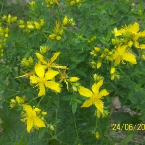 Photographie n°159225 du taxon Hypericum perforatum L. [1753]