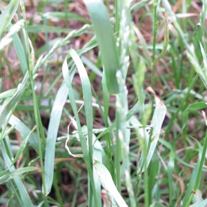 Photographie n°159241 du taxon Ray-grass anglais
