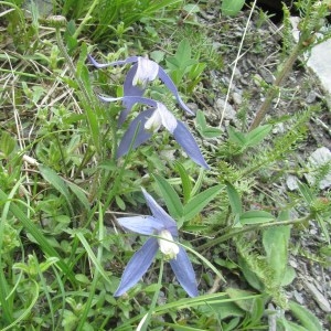 Photographie n°159248 du taxon Clematis alpina (L.) Mill. [1768]