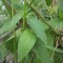  Nicolas Sennavoine - Silene latifolia subsp. alba (Mill.) Greuter & Burdet [1982]