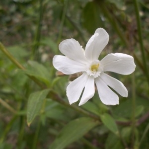 Photographie n°159262 du taxon Silene latifolia subsp. alba (Mill.) Greuter & Burdet [1982]