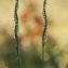 Spiranthes spiralis (L.) Chevall. [1827] [nn65818] par françois Granja le 13/10/2012 - Balma