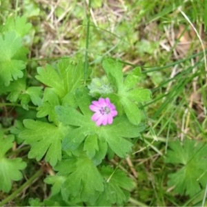 Photographie n°159278 du taxon Geranium molle L. [1753]