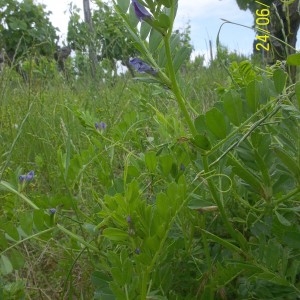 Photographie n°159297 du taxon Vicia sativa L. [1753]