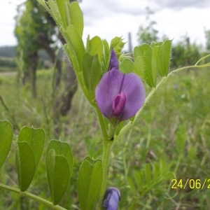 Photographie n°159299 du taxon Vicia sativa L. [1753]