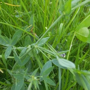 Photographie n°159300 du taxon Lathyrus pratensis L. [1753]