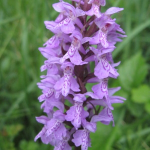 Photographie n°159303 du taxon Dactylorhiza fuchsii (Druce) Soó [1962]