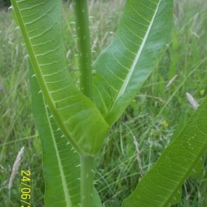 Photographie n°159316 du taxon Dipsacus fullonum L. [1753]