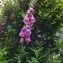  Annie Juglas - Digitalis purpurea L.