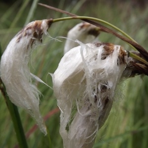 Photographie n°159349 du taxon Eriophorum angustifolium Honck. [1782]