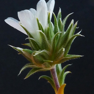  - Arenaria aggregata (L.) Loisel. [1827]