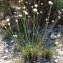  Bertrand BUI - Armeria arenaria subsp. bupleuroides (Godr. & Gren.) Greuter & Burdet [1989]