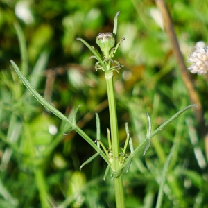 Photographie n°159357 du taxon Cephalaria leucantha (L.) Schrad. ex Roem. & Schult. [1818]