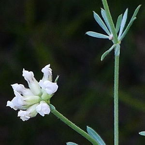 Photographie n°159359 du taxon Dorycnium pentaphyllum Scop. [1772]