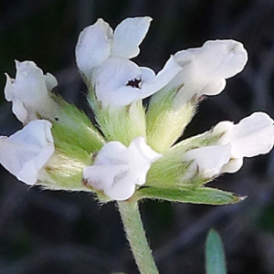 Photographie n°159360 du taxon Dorycnium pentaphyllum Scop. [1772]