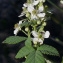  Bertrand BUI - Rubus canescens DC. [1813]