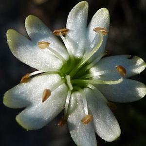 Silene saxifraga subsp. petraea (Waldst. & Kit.) Gusul. (Silène saxifrage)