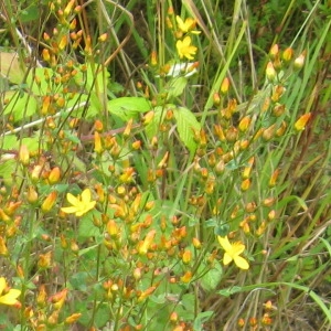 Photographie n°159405 du taxon Hypericum pulchrum L. [1753]