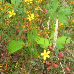 Photographie n°159406 du taxon Hypericum pulchrum L. [1753]