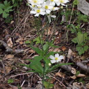 Photographie n°159407 du taxon Ranunculus platanifolius L. [1767]