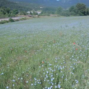 Photographie n°159426 du taxon Linum usitatissimum L. [1753]