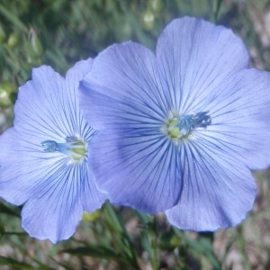 Photographie n°159427 du taxon Linum usitatissimum L. [1753]