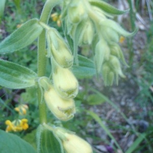 Photographie n°159435 du taxon Digitalis ambigua Murray [1770]