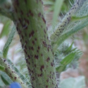 Photographie n°159465 du taxon Echium vulgare L. [1753]