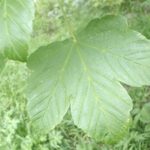 Photographie n°159487 du taxon Acer pseudoplatanus L. [1753]