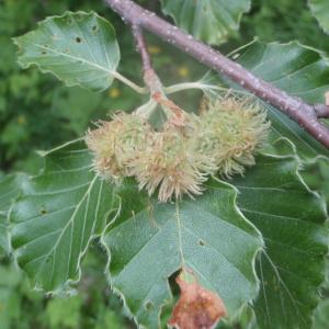 Photographie n°159488 du taxon Fagus sylvatica L. [1753]