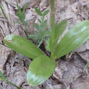 Photographie n°159493 du taxon Orchis spitzelii Saut. ex W.D.J.Koch [1837]