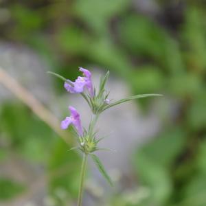 Photographie n°159509 du taxon Galeopsis angustifolia Ehrh. ex Hoffm. [1804]