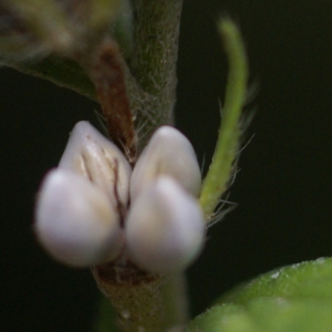 Photographie n°159515 du taxon Lithospermum officinale L. [1753]