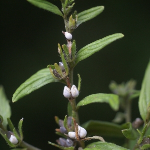 Photographie n°159517 du taxon Lithospermum officinale L. [1753]