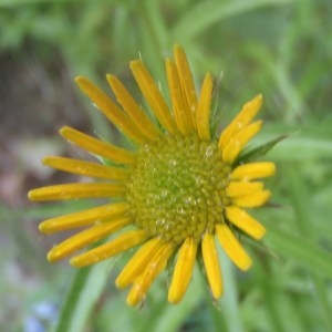 Buphthalmum salicifolium subsp. grandiflorum Bonnier & Layens (Buphtalme)