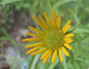 Genevieve Botti, le  1 juillet 2013 (Gresse-en-Vercors (Col de l'Arzelier))