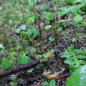 Photographie n°159538 du taxon Corallorhiza trifida Châtel. [1760]