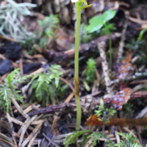 Photographie n°159539 du taxon Corallorhiza trifida Châtel. [1760]