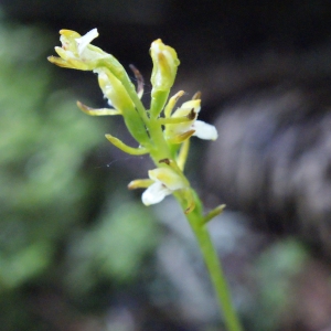 Photographie n°159543 du taxon Corallorhiza trifida Châtel. [1760]