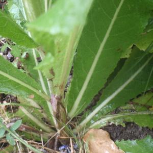 Photographie n°159545 du taxon Verbascum lychnitis L. [1753]