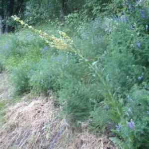 Photographie n°159547 du taxon Verbascum lychnitis L. [1753]