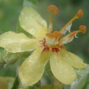 Photographie n°159548 du taxon Verbascum lychnitis L. [1753]